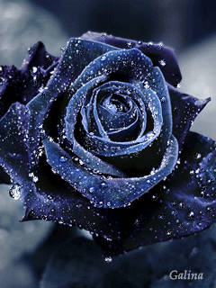 flowers 36.gif